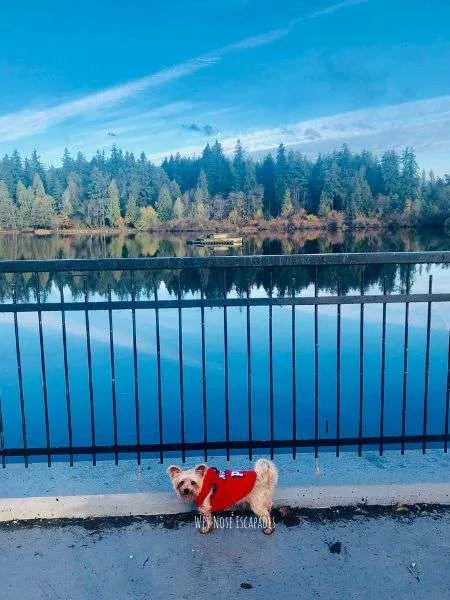 dog-friendly hikes vancouver