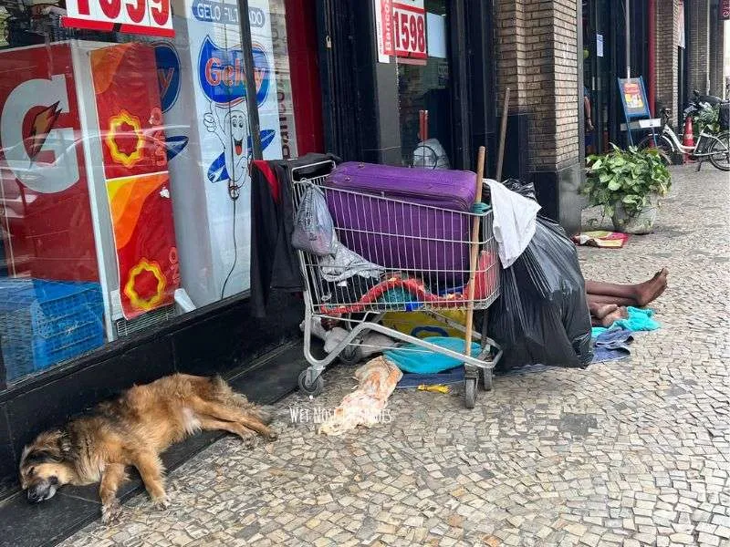 homeless dogs in Rio de Janeiro