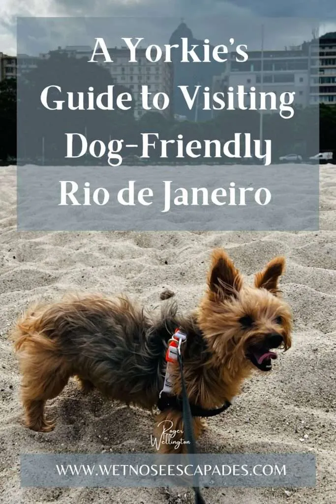 Is Rio de Janeiro, Brazil Dog-Friendly? A Yorkie's Guide to Visiting ...