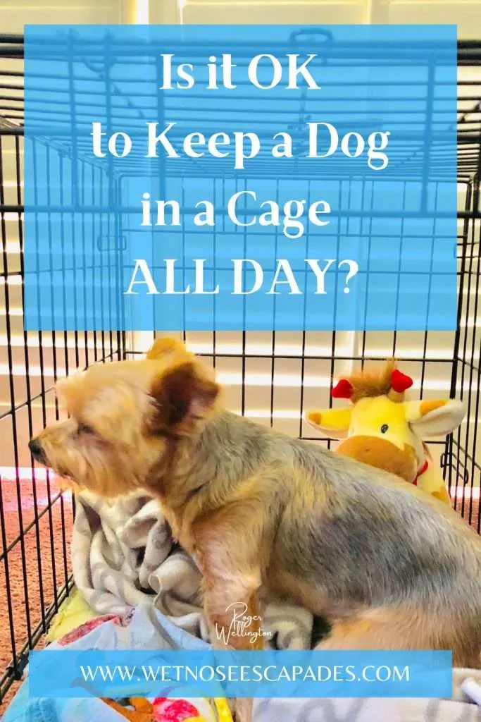 How long can you keep a puppy on sale in a cage