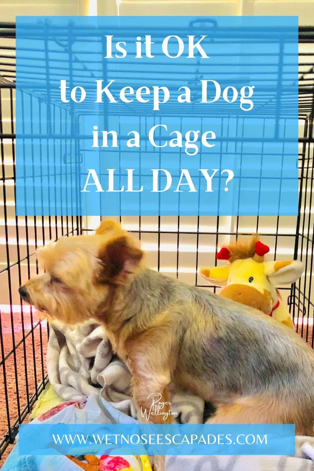 Keeping a Dog in a Cage All Day Wet Nose Escapades