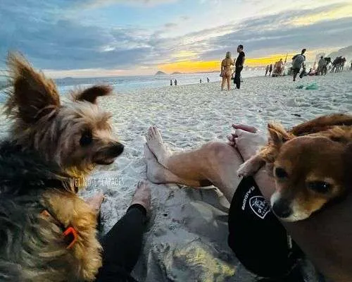 dogs on beaches in Rio - Copacabana