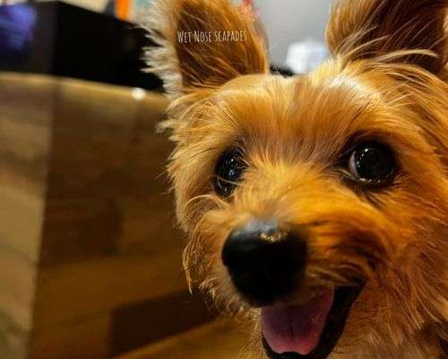 Throat Gold for Dogs Side Effects & Review: A Yorkie Barks All