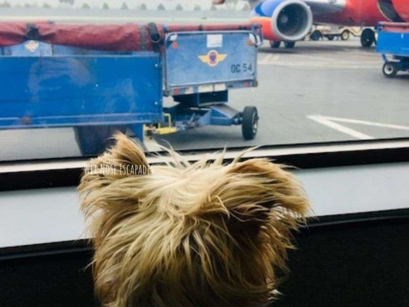 Can Dogs with Collapsed Trachea Fly? The Traveling Yorkie BARKS All