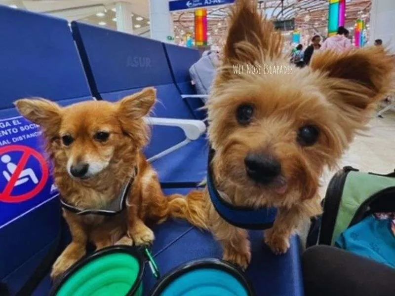 Can Dogs with Collapsed Trachea Fly? The Traveling Yorkie BARKS All