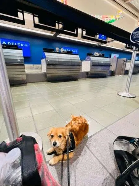 Delta flying with store puppy