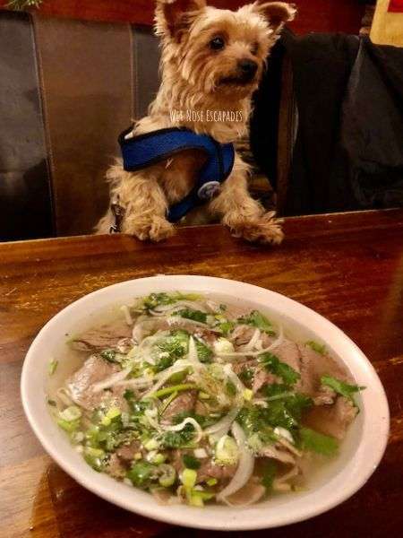 dog friendly vietnamese restaurant in prague
