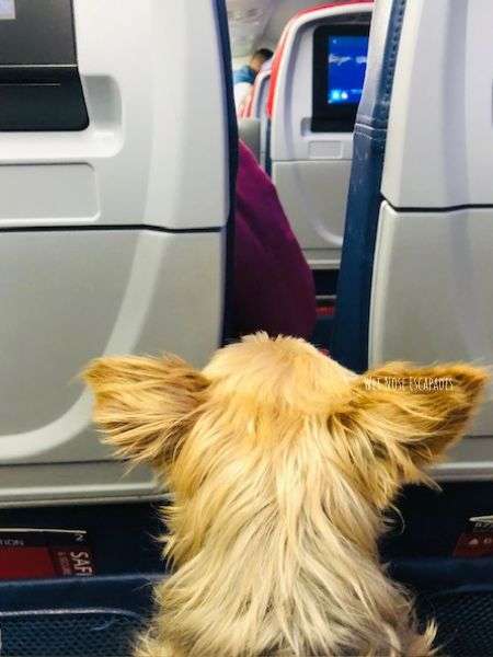 Delta best sale ship dog