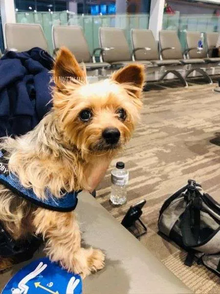 Flying Delta with a DOG: Everything You MUST Know Before You Go