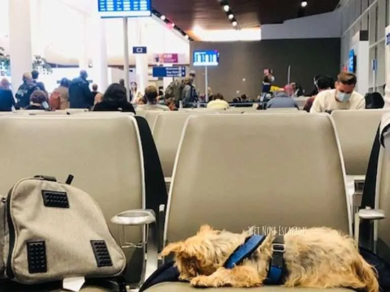 Flying Delta with a DOG: Everything You MUST Know Before You Go (2024 ...