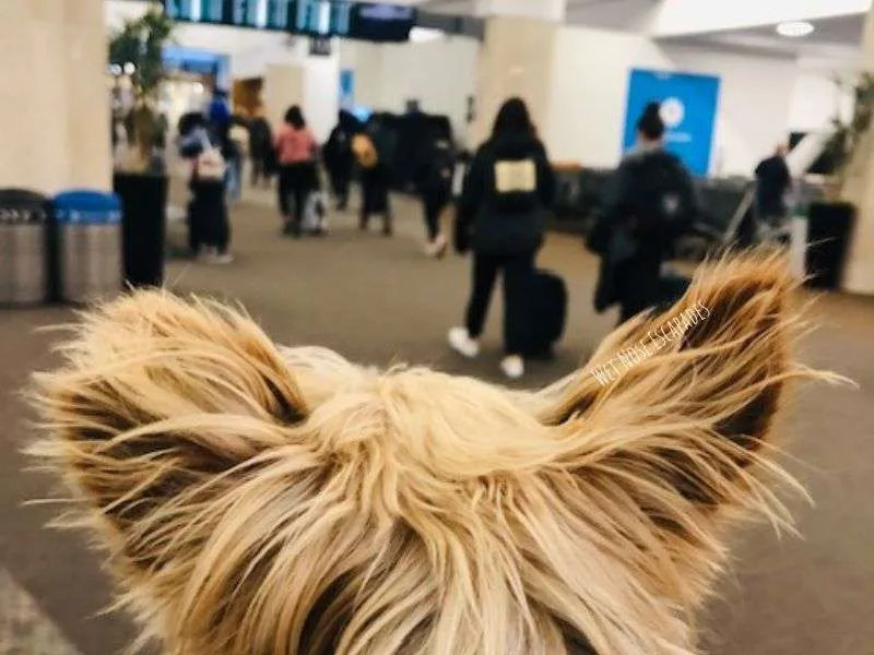 Flying Delta with a DOG: Everything You MUST Know Before You Go