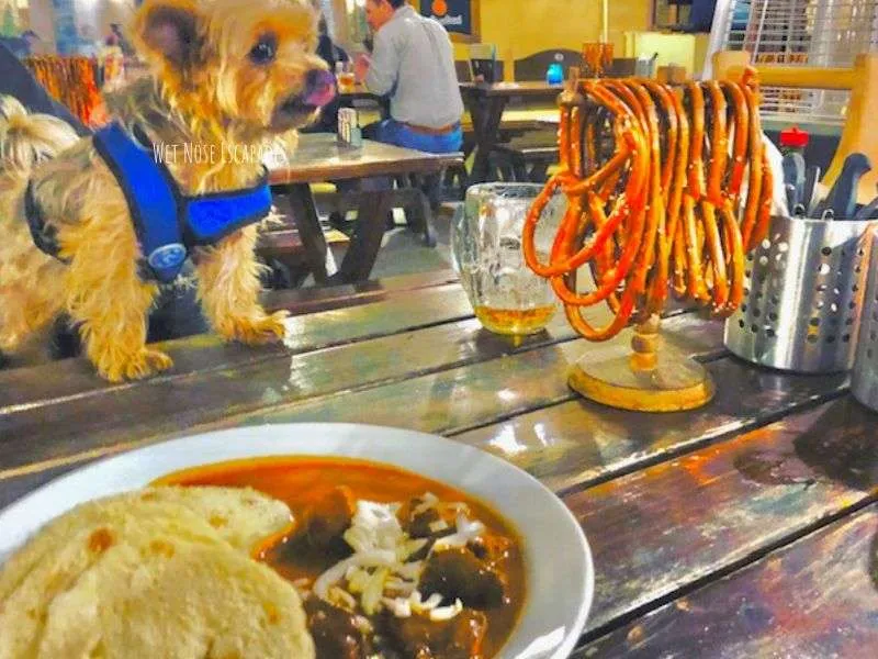 dog friendly restaurants prague