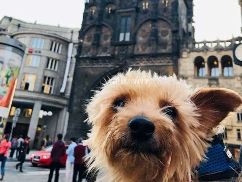 Dog-Friendly Prague: A Yorkie's COMPREHENSIVE Guide to Traveling to Prague, Czech Republic with a DOG