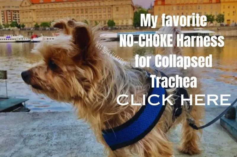 best no choke harness for yorkies with collapsed trachea