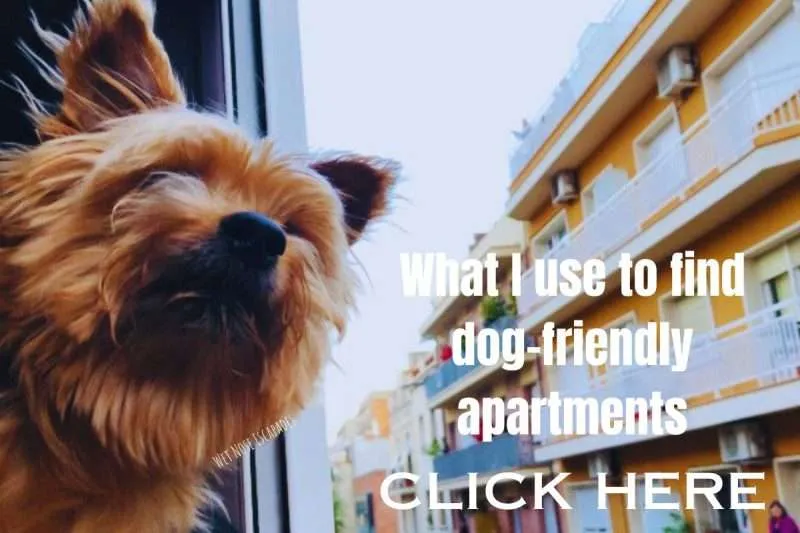 dog-friendly apartments