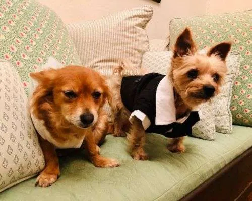 dogs at destination wedding