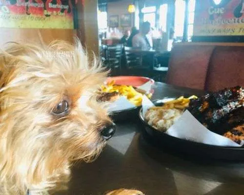 dog-friendly activities in San Diego, California. Yorkie dining at Phil's BBQ in SD