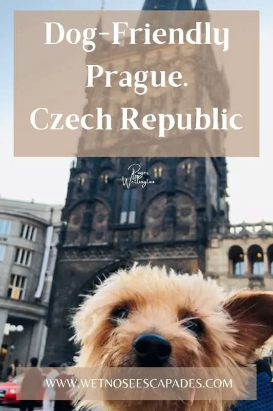 dog-friendly prague: a yorkie's guide to traveling to prague with a dog