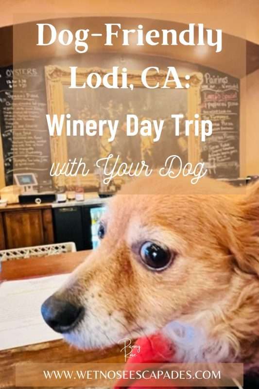 Dog-Friendly Lodi: Winery Day Trip with Your Dog (by Penny the Papshund)