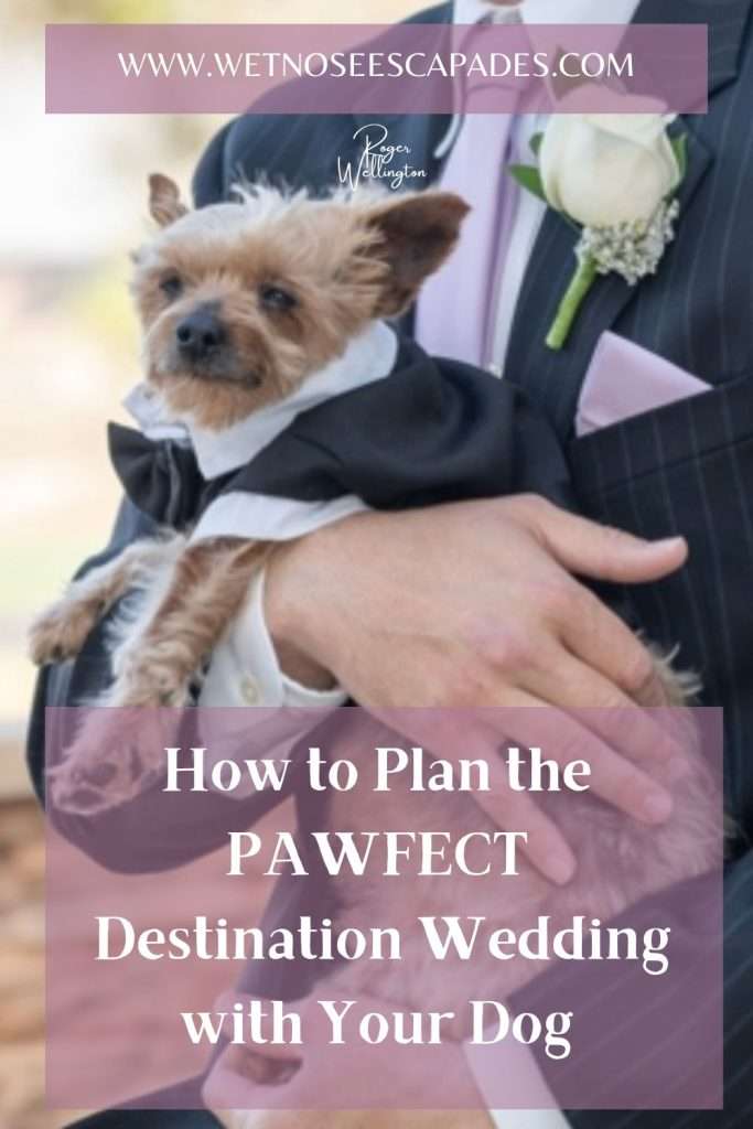 How to Plan the PAWFECT Destination Wedding with Your Dog