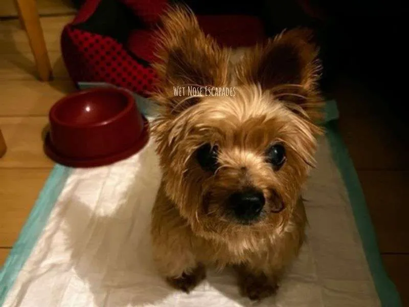 27 Things You MUST Know Before Getting a Yorkie