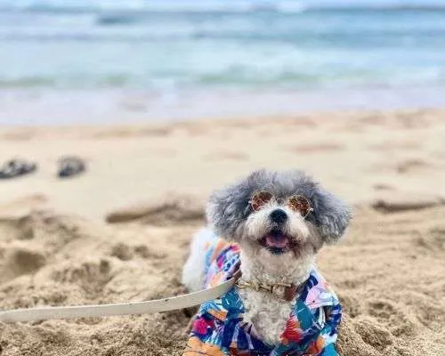How to Take a Dog to Hawaii WITHOUT Quarantine