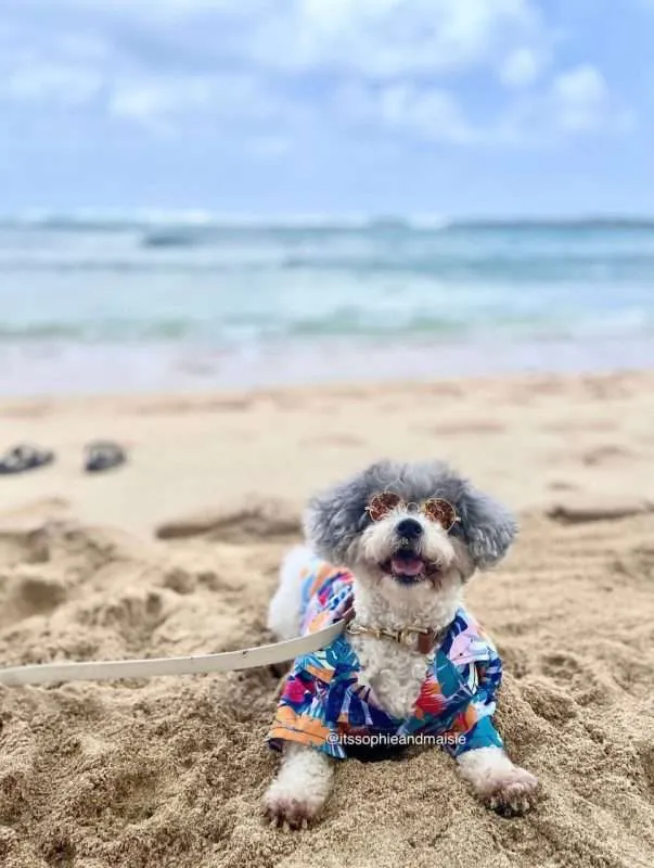 How to Take a Dog to Hawaii WITHOUT Quarantine 