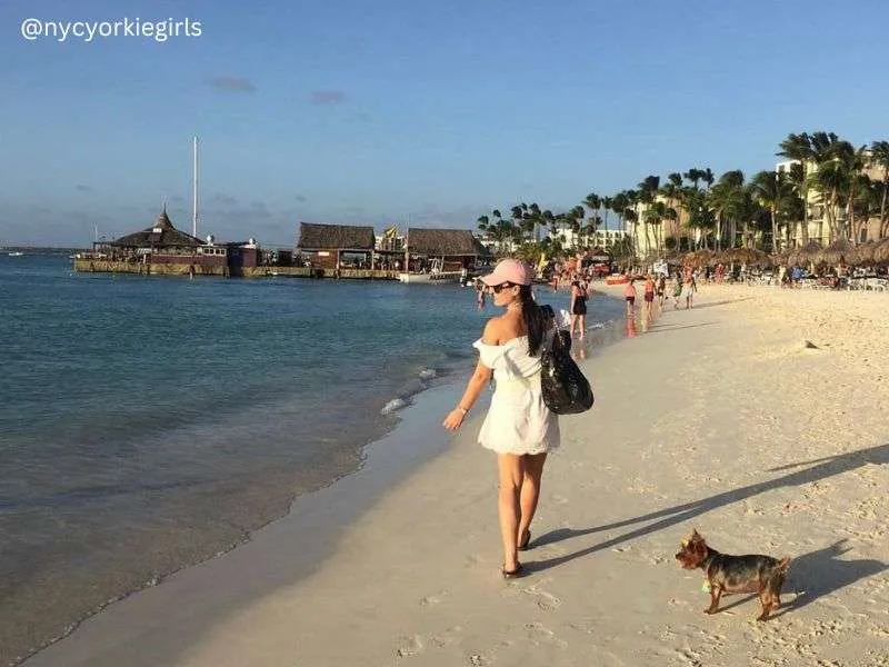 Traveling to the Caribbean with Your Dog