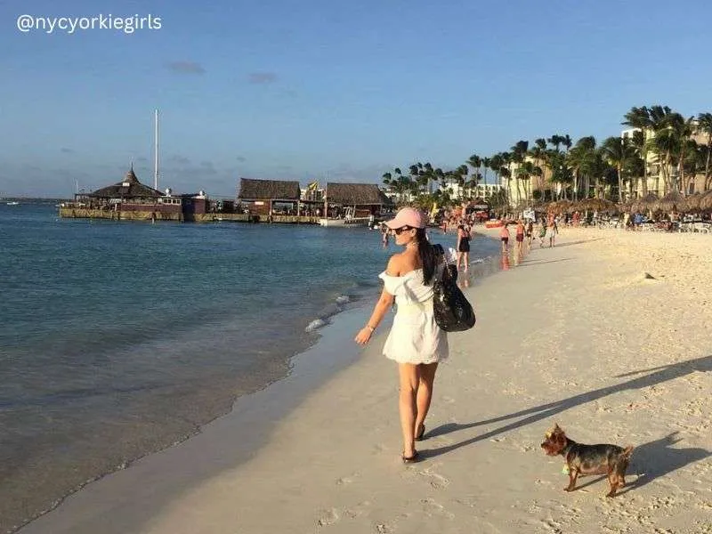 Traveling to the Dominican Republic with Your Dog: A Complete Guide