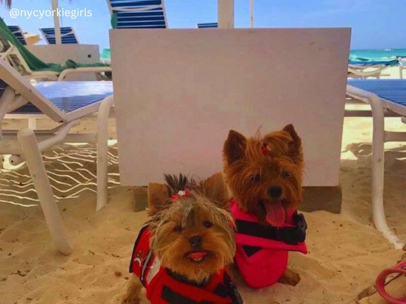 yorkie dogs in Aruba