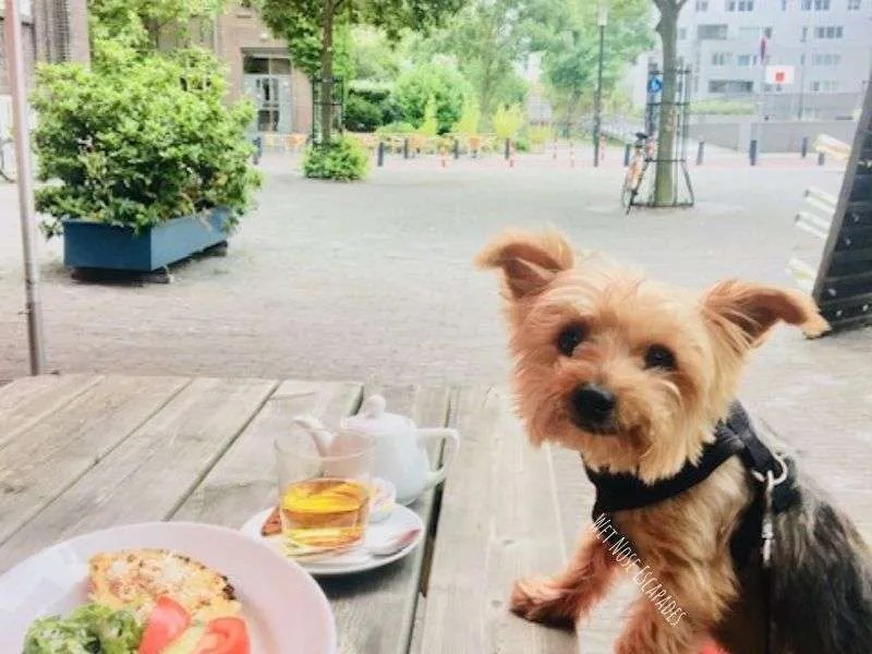 dog friendly lloyd hotel amsterdam
