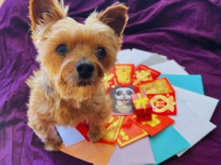 Is It Rude NOT to Give a Wedding Gift? A Yorkie’s Ultimate Wedding Gift
