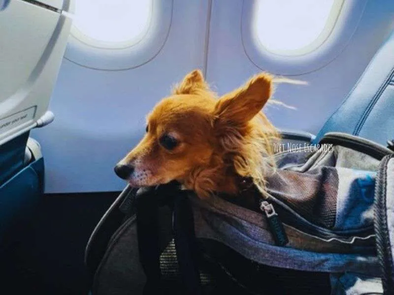 How to Fly an Anxious Dog: 16 Things You MUST Know 