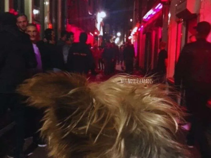 Yorkie Dog at red light district in amsterdam