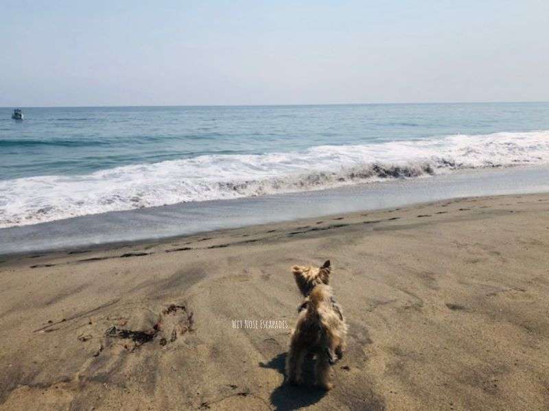dog beach malibu