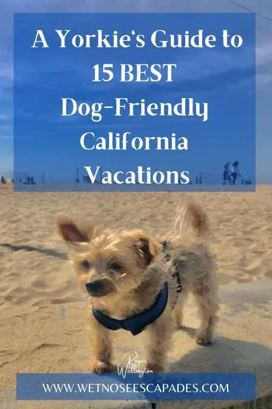 Dog Friendly California Vacations
