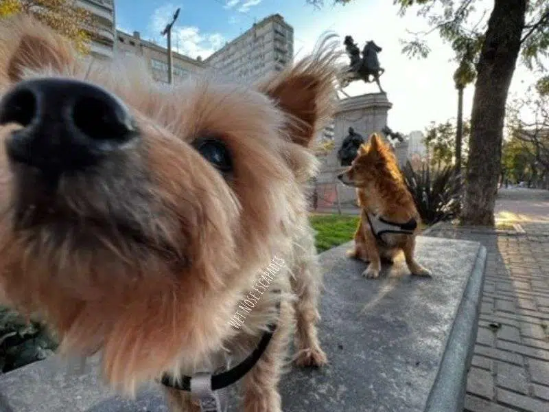 What You Need to Bring a Dog to Argentina: A Yorkie's Guide to Traveling to Argentina