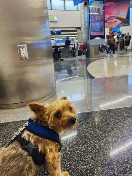 Dogs on best sale united flights