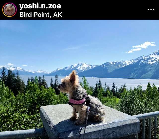 DogFriendly Anchorage What it's Like Having Dogs in Alaska Wet Nose Escapades