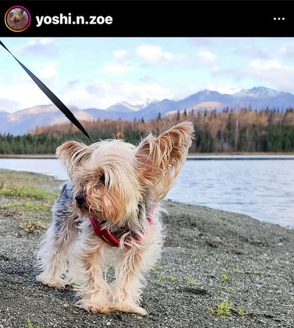 DogFriendly Anchorage What it's Like Having Dogs in Alaska Wet Nose Escapades
