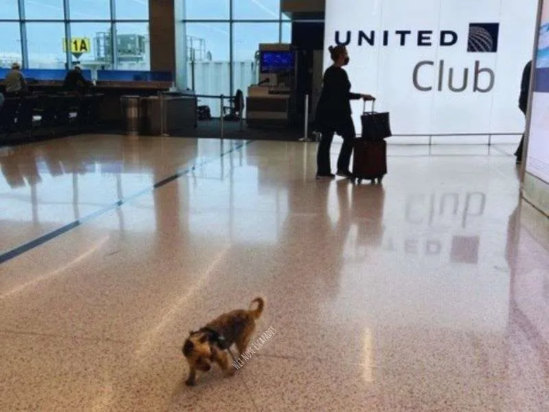 Flying United with a Dog: What You MUST Know Before You Go