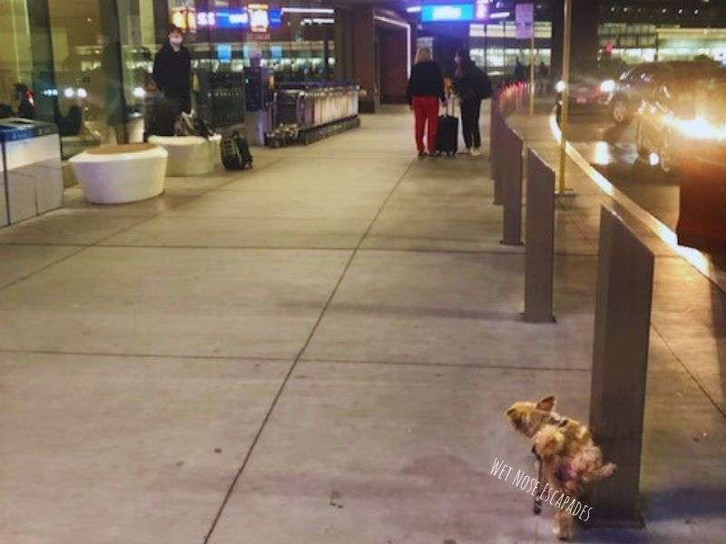 Jetblue dogs on outlet flight