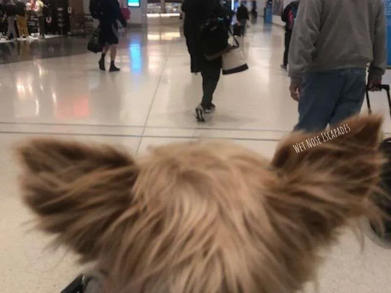 Jetblue flying with sales dog