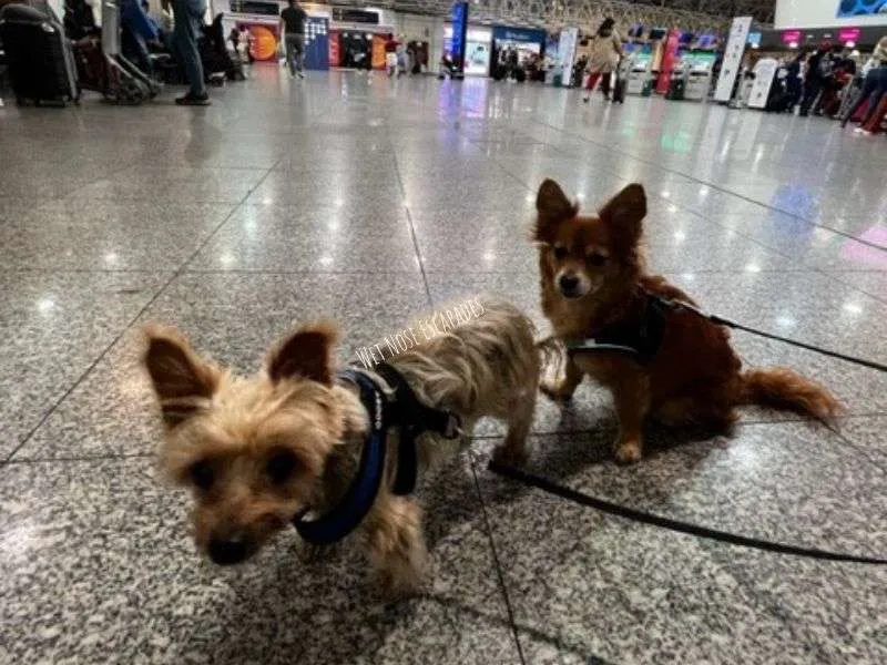 Jetblue flying with clearance dogs