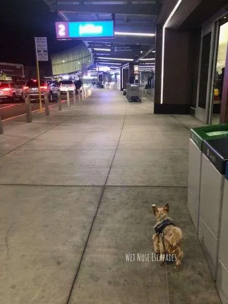 Dogs on jetblue clearance flights