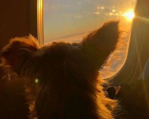 Flying JetBlue with a Dog: What You MUST Know