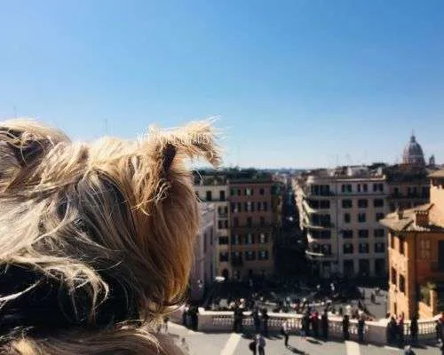 Returning from Italy with a DOG to the U.S.A. - What You MUST Know