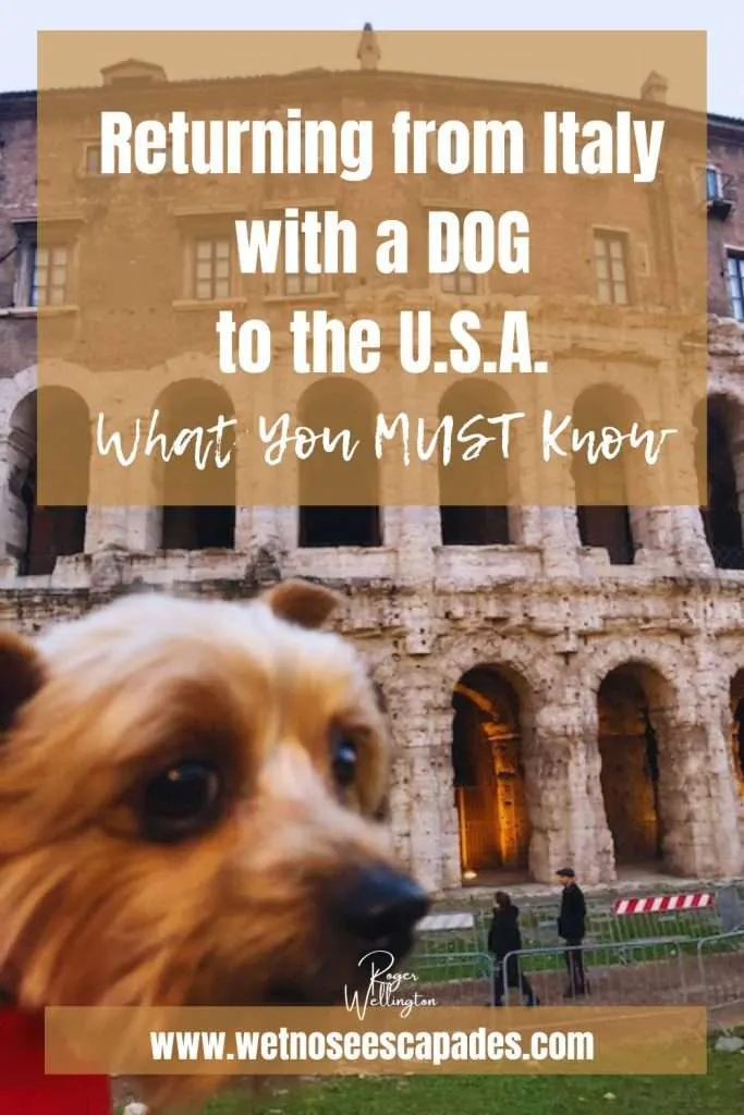 Returning from Italy with a DOG to the U.S.A. - What You MUST Know