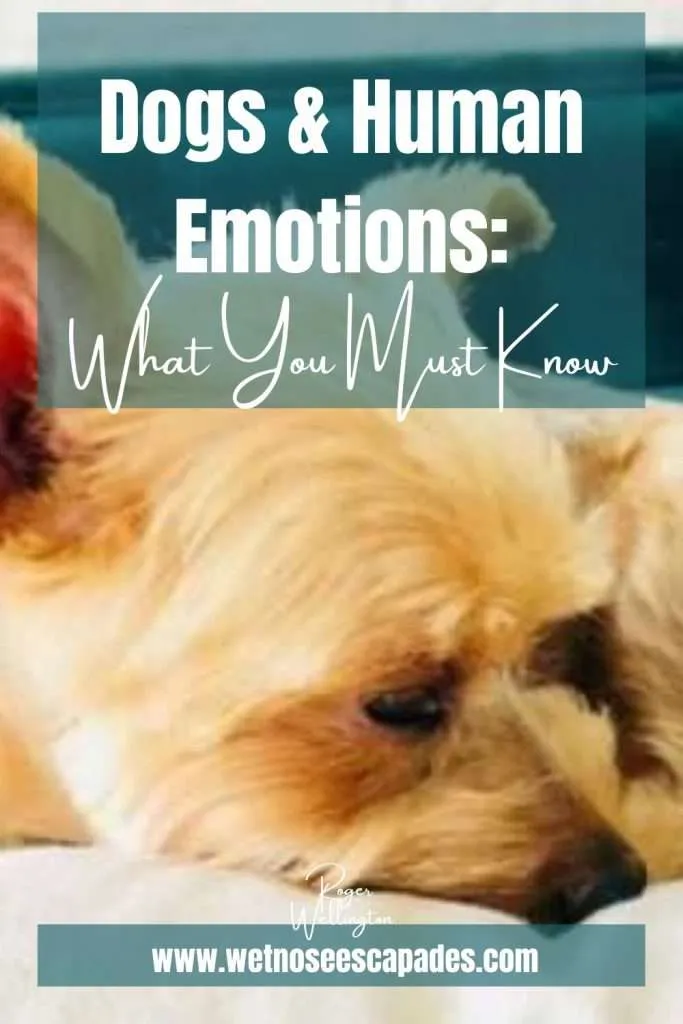 yorkie and human emotions