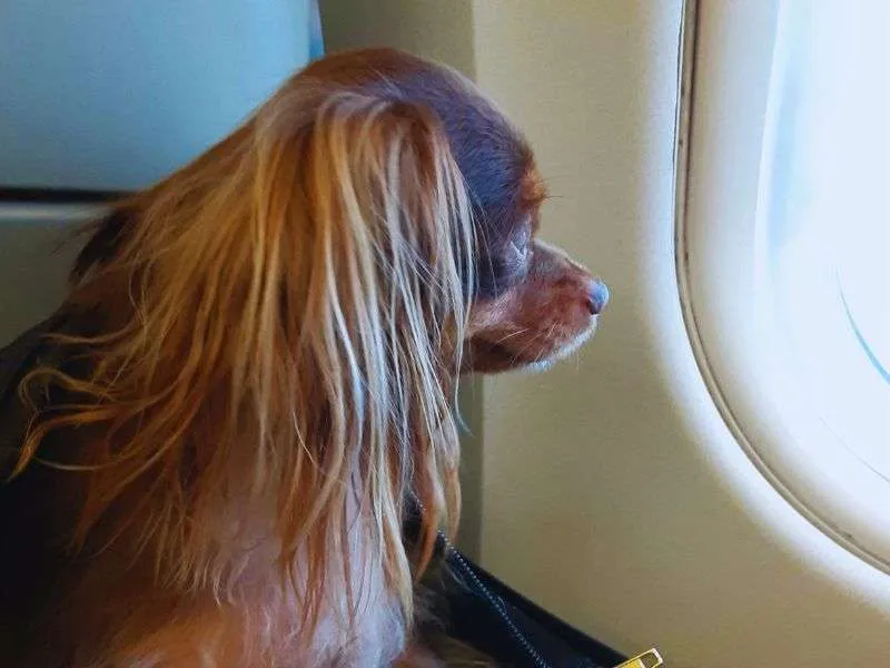 Dog flying to Quebec City, Canada